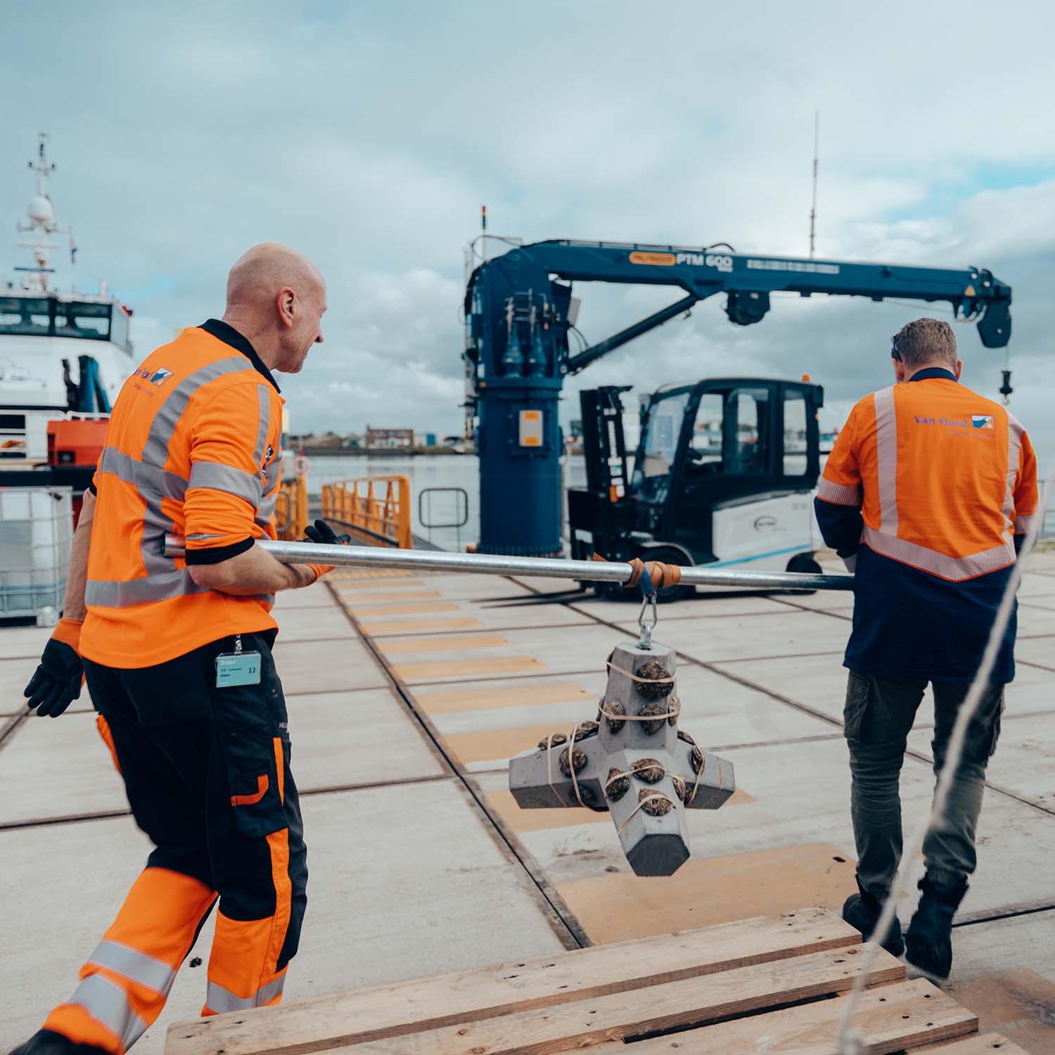 Flat oyster reintroduction 4