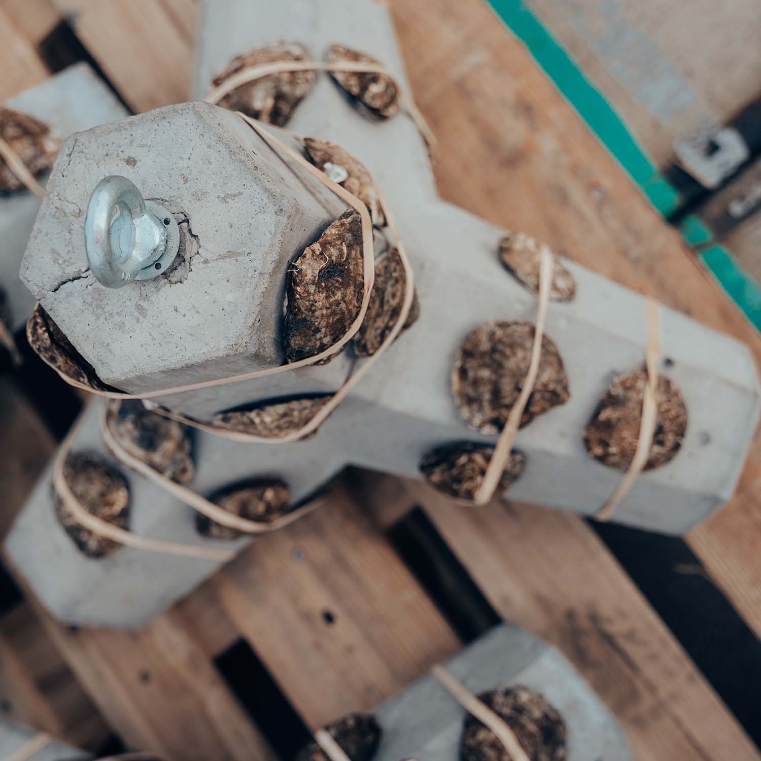 Flat oyster reintroduction 5